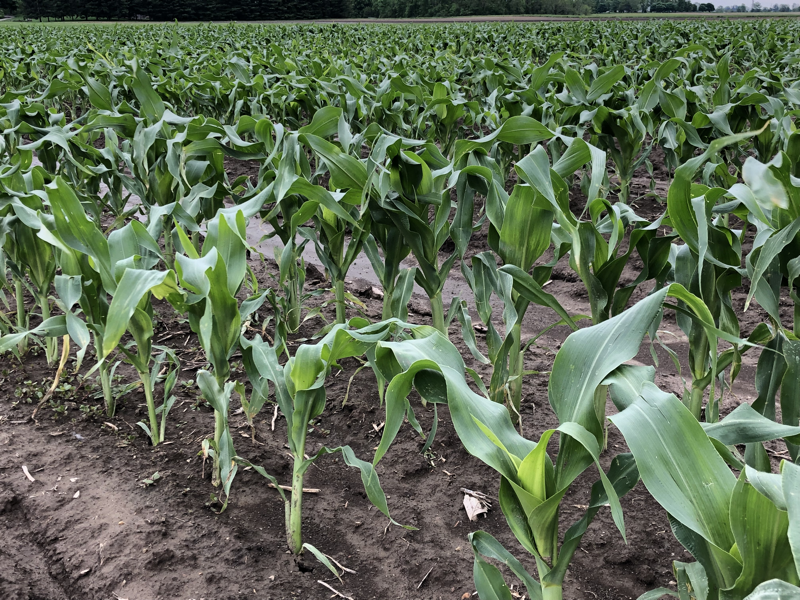 sweet corn field Indiana
