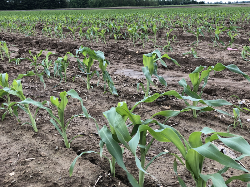 sweet corn planting